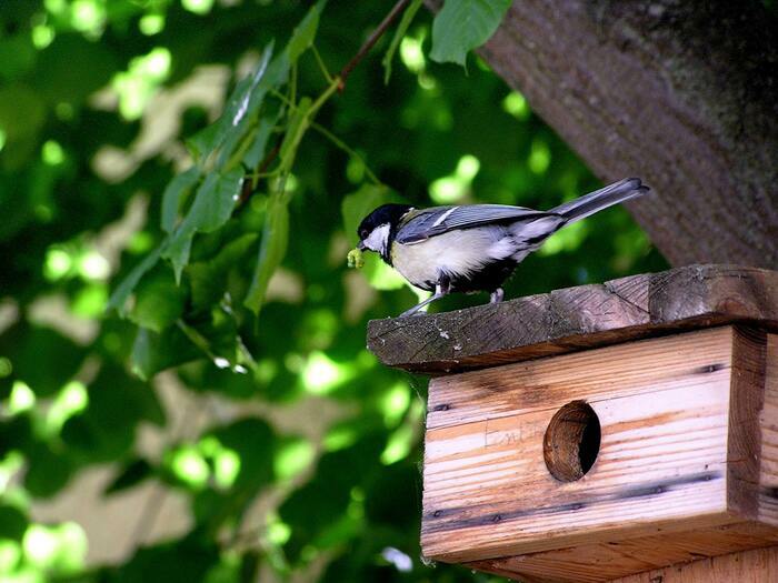 Observons les oiseaux !