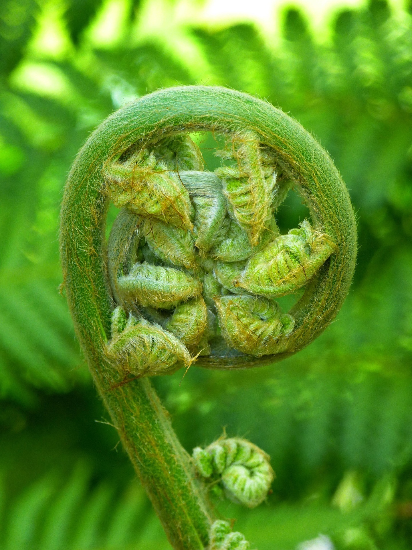 Atelier Fougères et plantes alliées