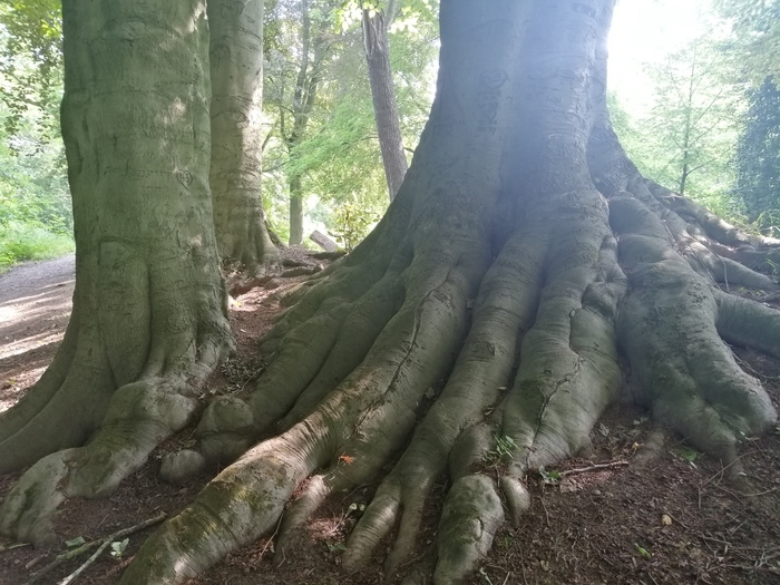 Cap Forêt - A la découverte des arbres remarquables du Parc de la Citadelle