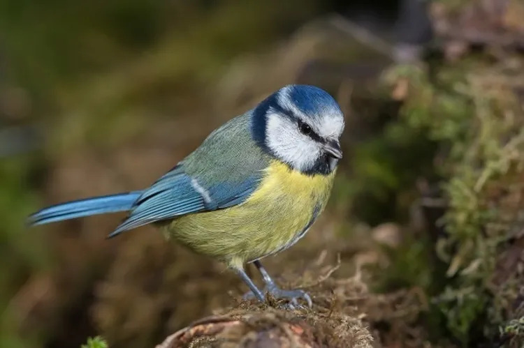 J'agis pour les oiseaux