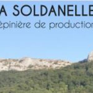 La Soldanelle