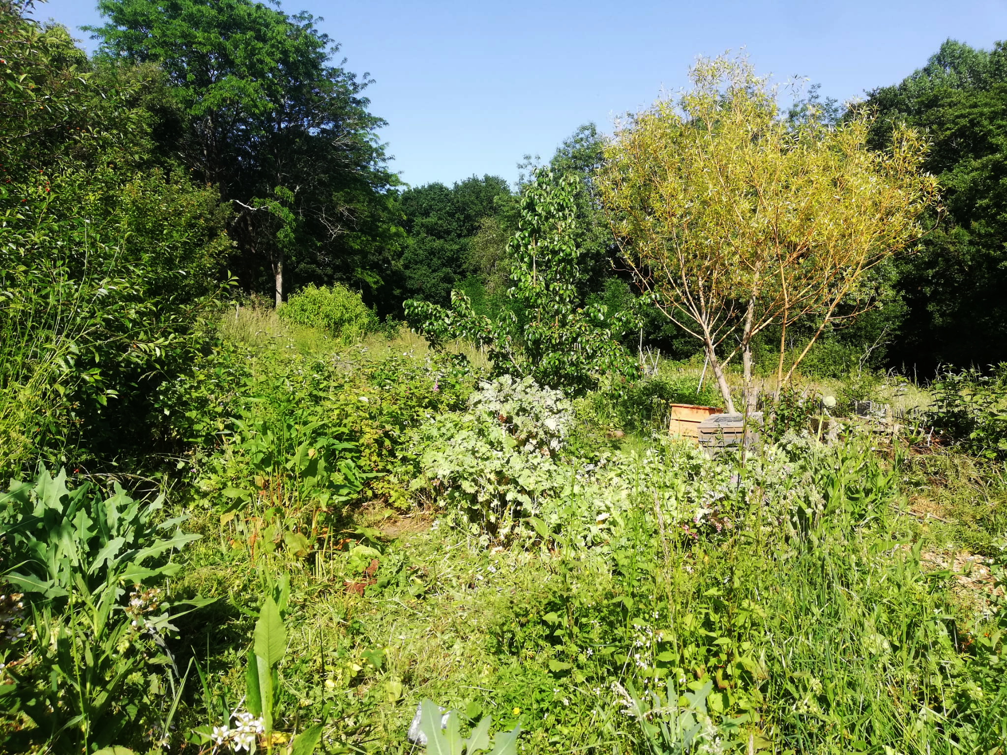 Visite de l'Oasis du Cens, jardin partagé