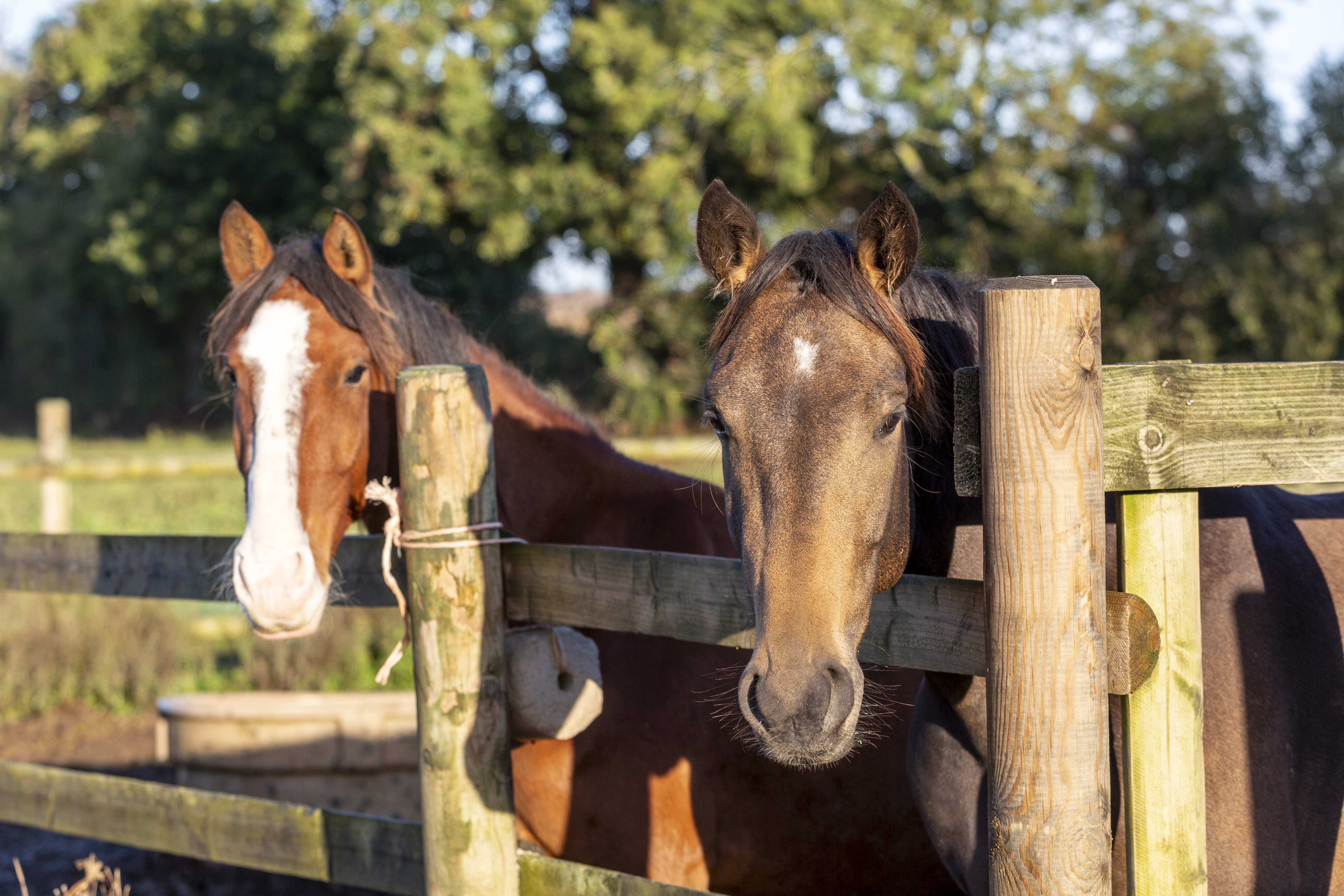 Après-midi découverte des métiers du cheval à l’écurie d’Hérouvillette