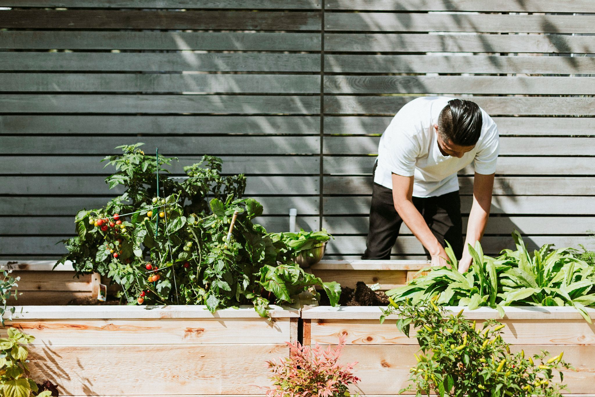 Atelier jardin : Organiser son plan de potager et ses associations de cultures