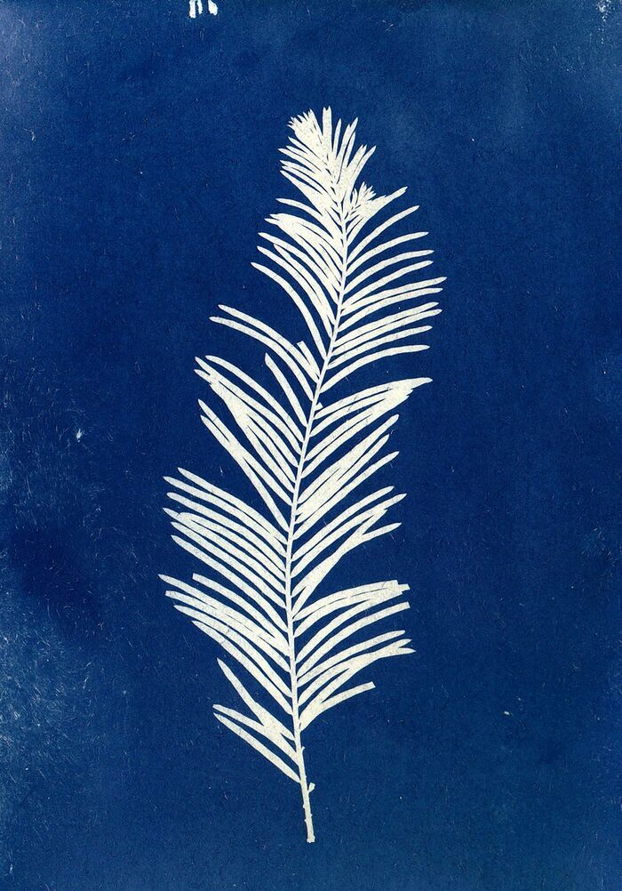 Ateliers cyanotype - à partir de 6 ans