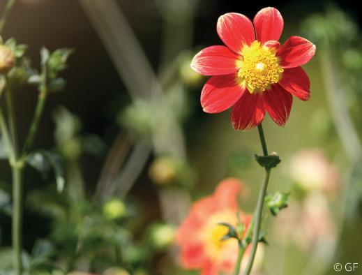 Visite du jardin des dahlias