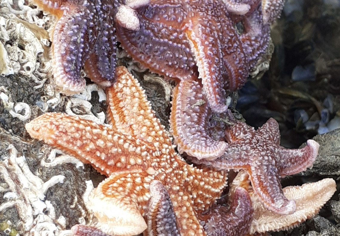 La vie à marée basse à Piriac-sur-Mer