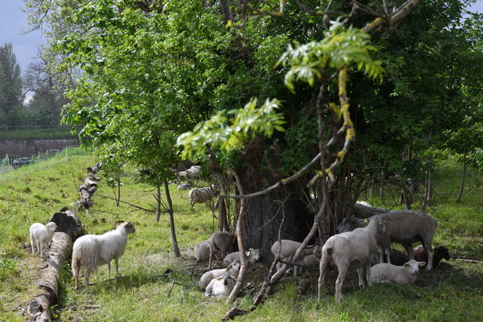 Fil rouge : le lien homme-nature