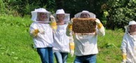 Atelier ruches sur la vie des abeilles