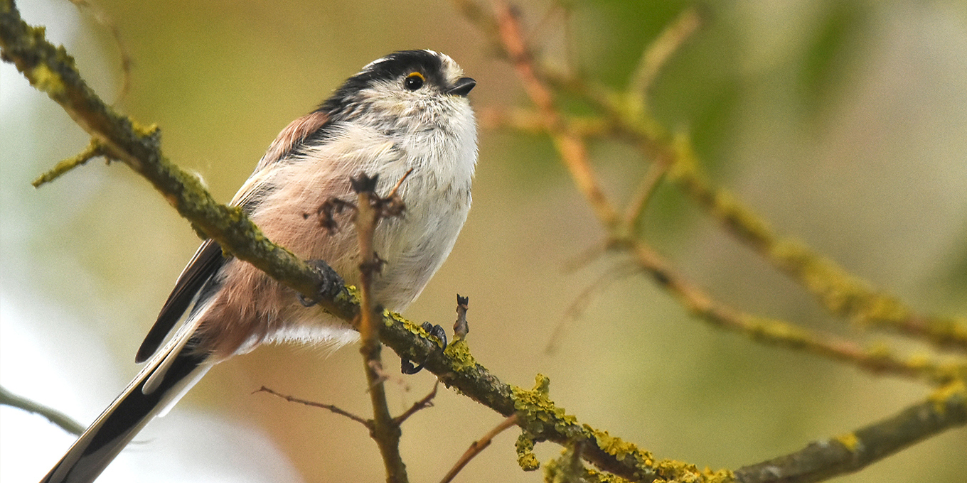Le passage des oiseaux migrateurs