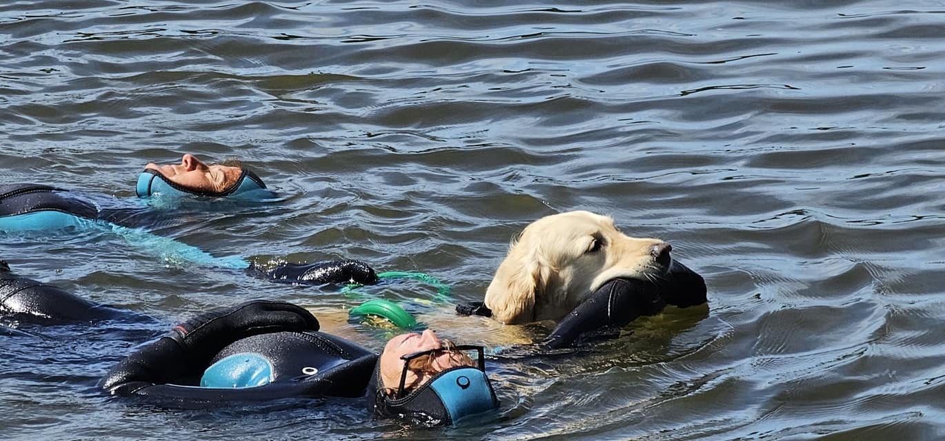 Démonstration de chiens de sauvetage