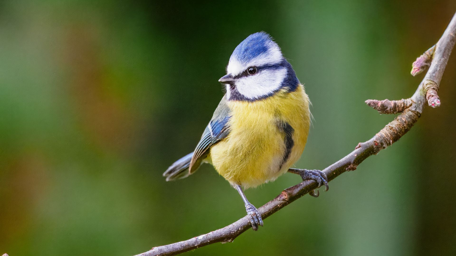 Atelier 4-10 ans : Oiseaux de nos jardins