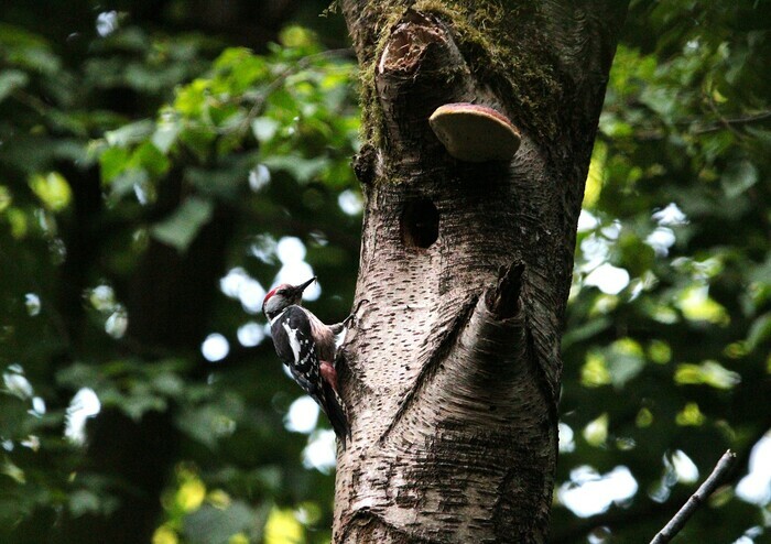 Sortie coorganisée par Île-de-France Nature