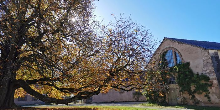 Visite guidée : de l'ancienne Chartreuse au Haras de Rodez