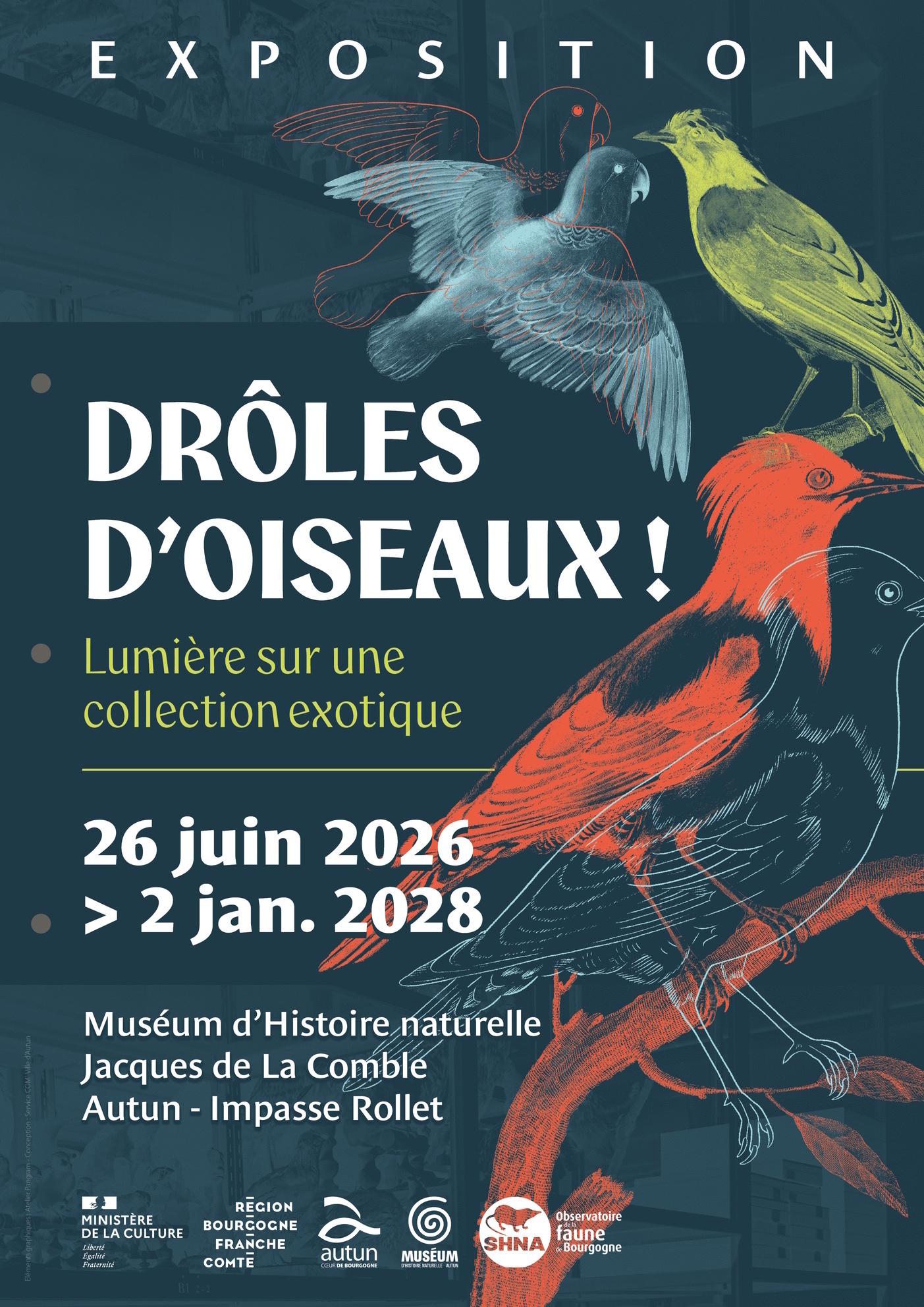 Drôles d'oiseaux : lumière sur une collection exotique (visite guidée de l'exposition temporaire)