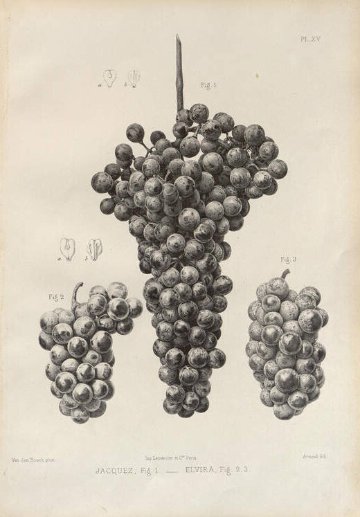 Entre dunes et vignes : le patrimoine naturel dans les collections anciennes des Bibliothèques universitaires de Bordeaux