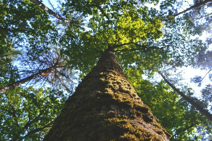 Les secrets des noms des arbres et plantes - JPE