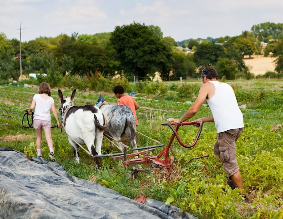 Préparation des parcelles en traction animale