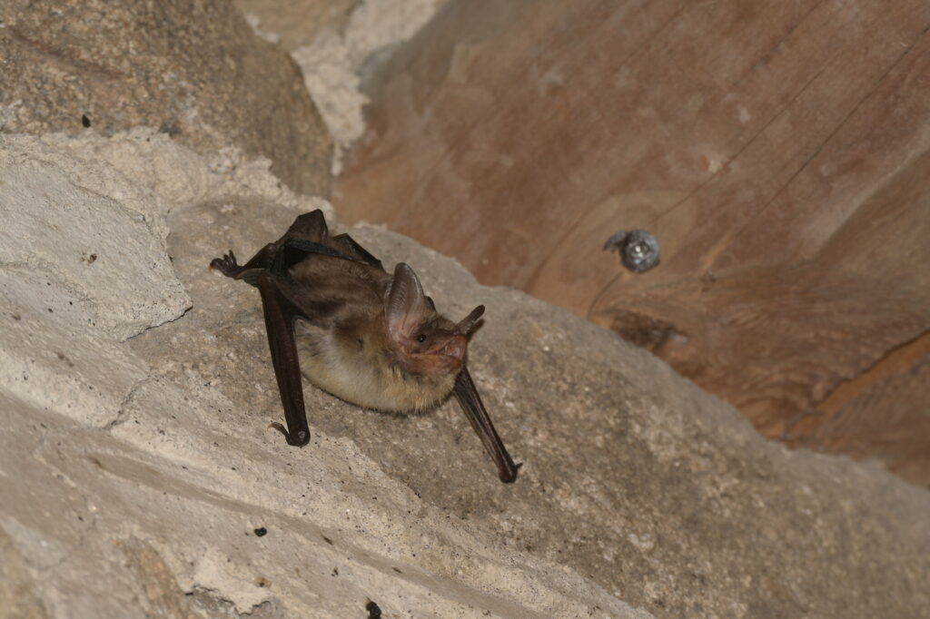 Les chauves-souris, des animaux incompris