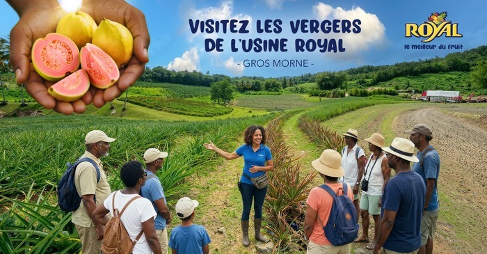 VISITE DES VERGERS DE L'USINE ROYAL AU GROS MORNE
