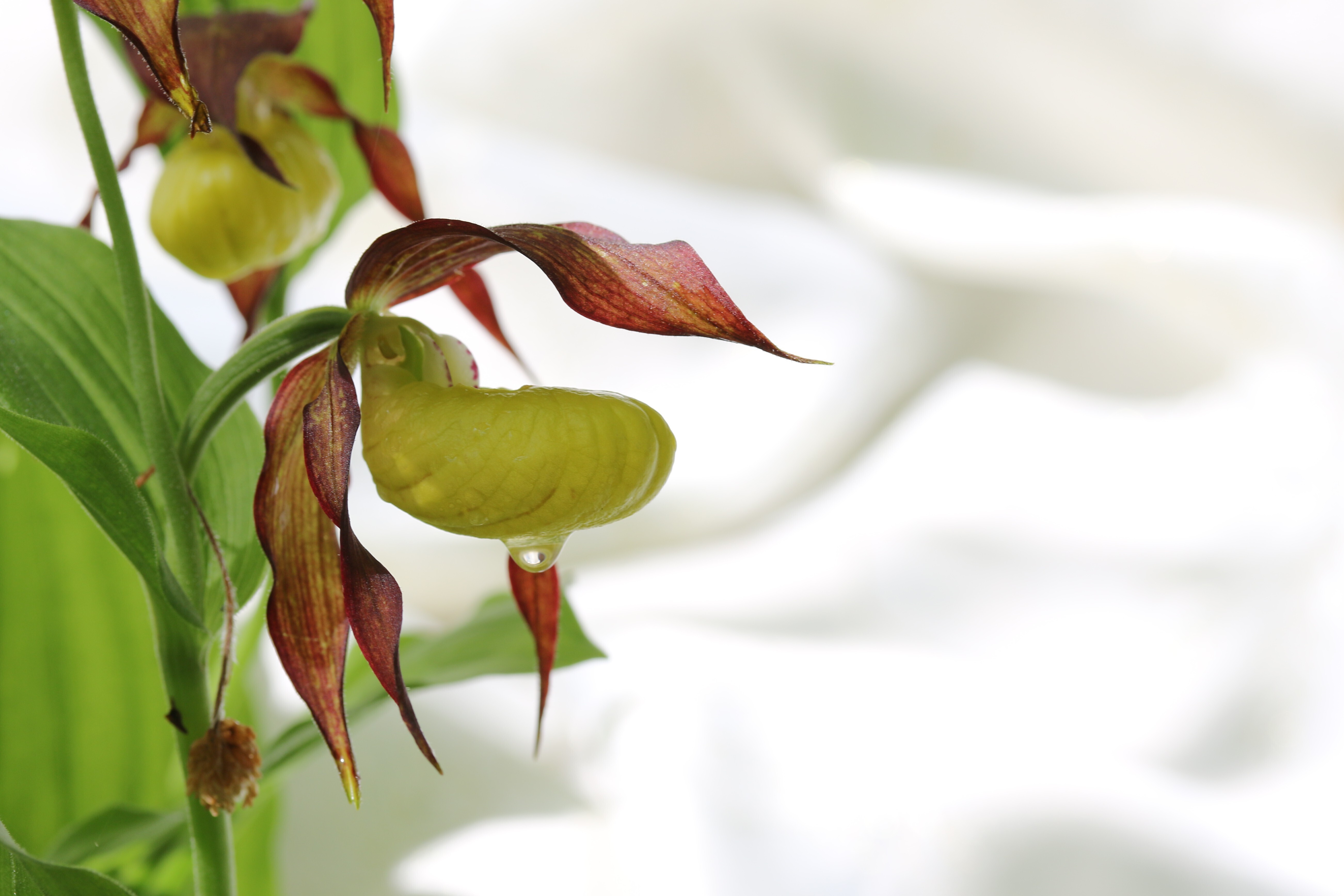 Expositions photographiques sur "La faune et la flore et les paysages" et sur "Les Orchidées sauvages de Haute-Marne"
