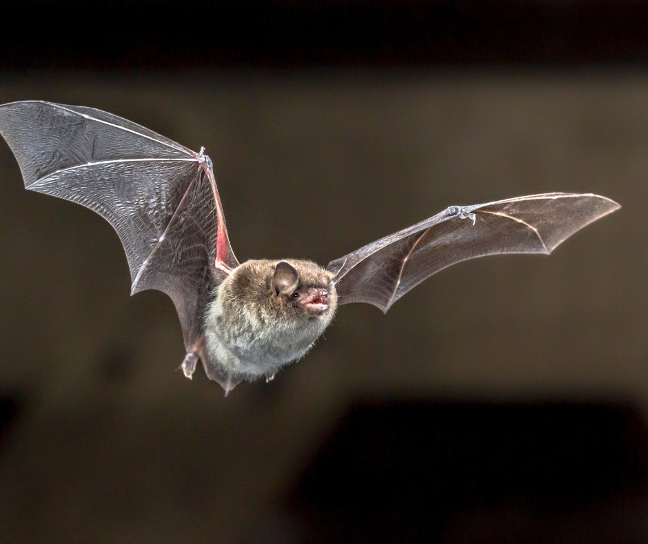 À la découverte des chauves-souris