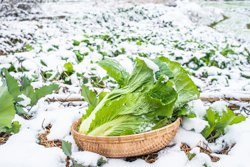 Atelier : protéger les plantes en hiver