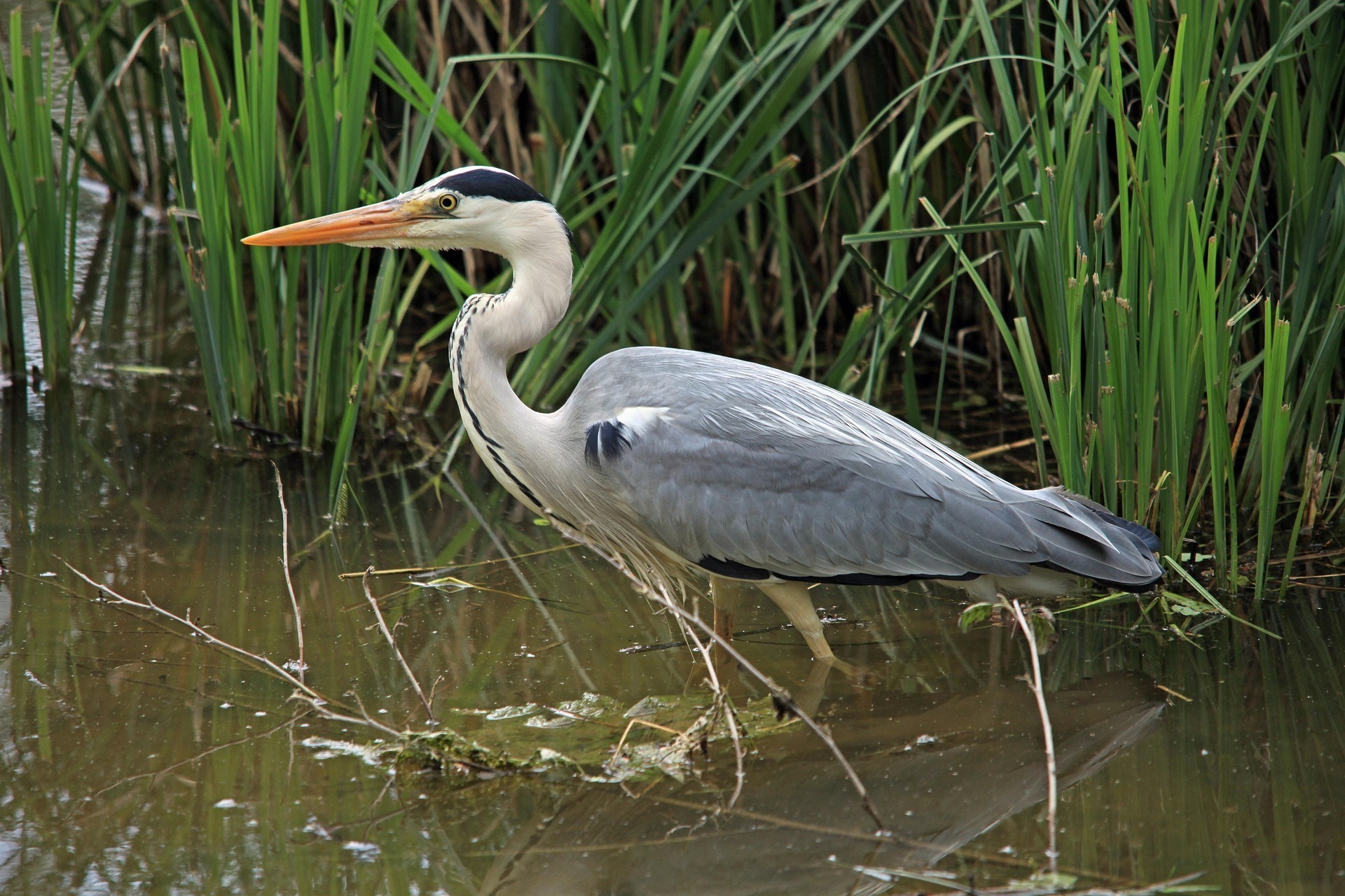 La faune de la Loire avec la Ligue pour la protection des oiseaux