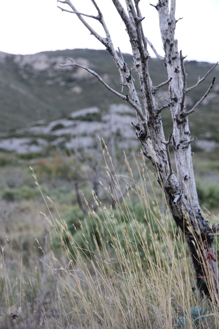 Du pin et des feux, la végétation s'adapte... et les humains?
