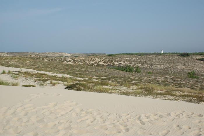 Suivi de la migration au Cap Ferret avec la LPO