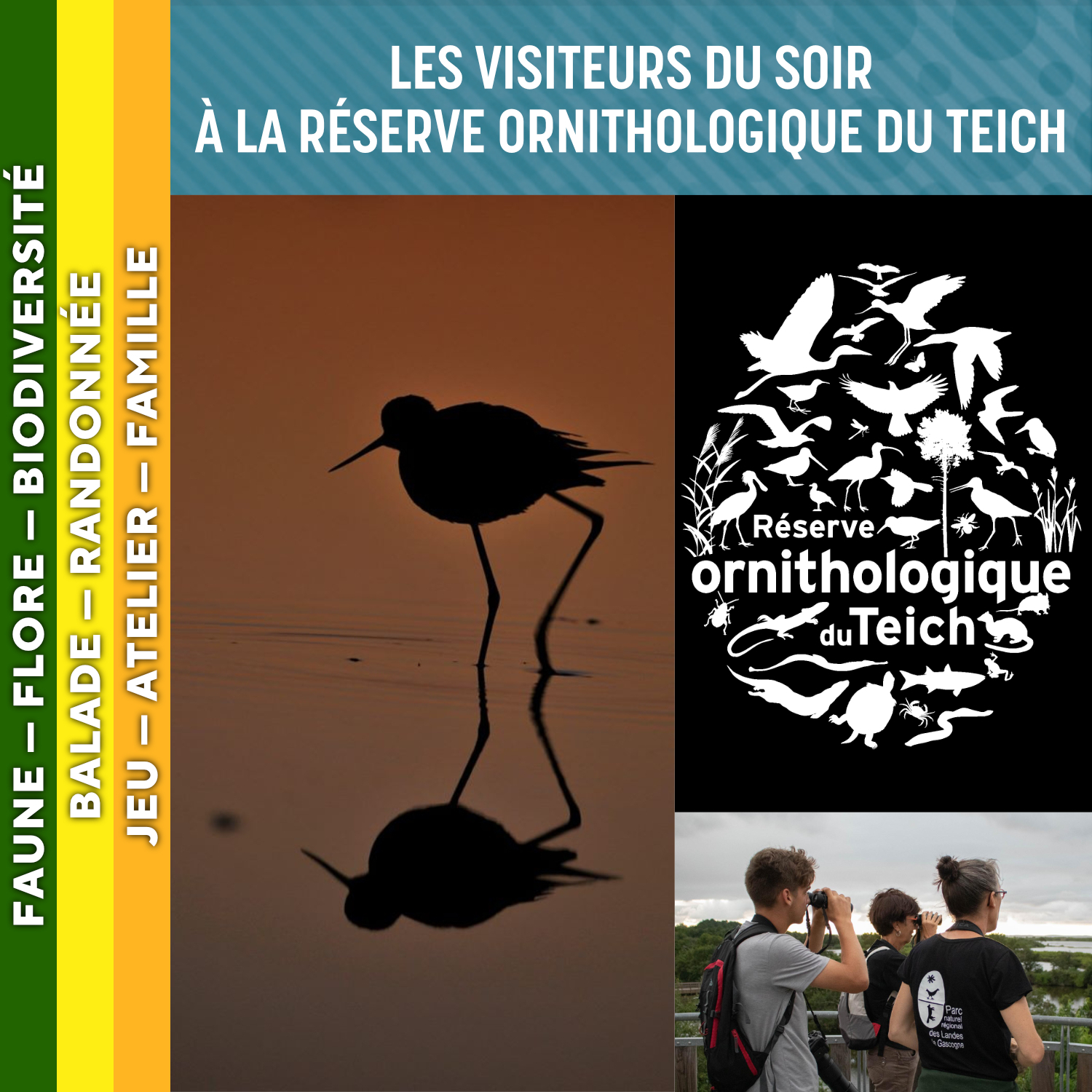 LANDES DE GASCOGNE - Les visiteurs du soir à la réserve ornithologique du Teich