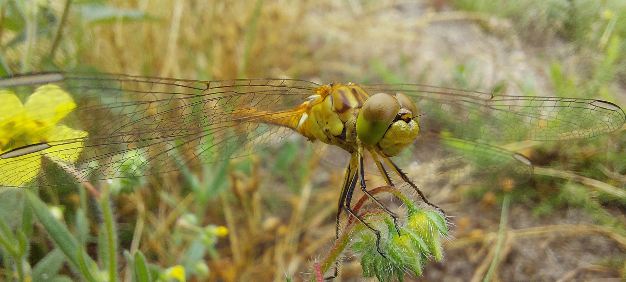 Jardiner au naturel à Bordeaux (Maison éco-citoyenne)