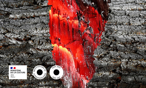 Conférence "Etre arbre" en art contemporain