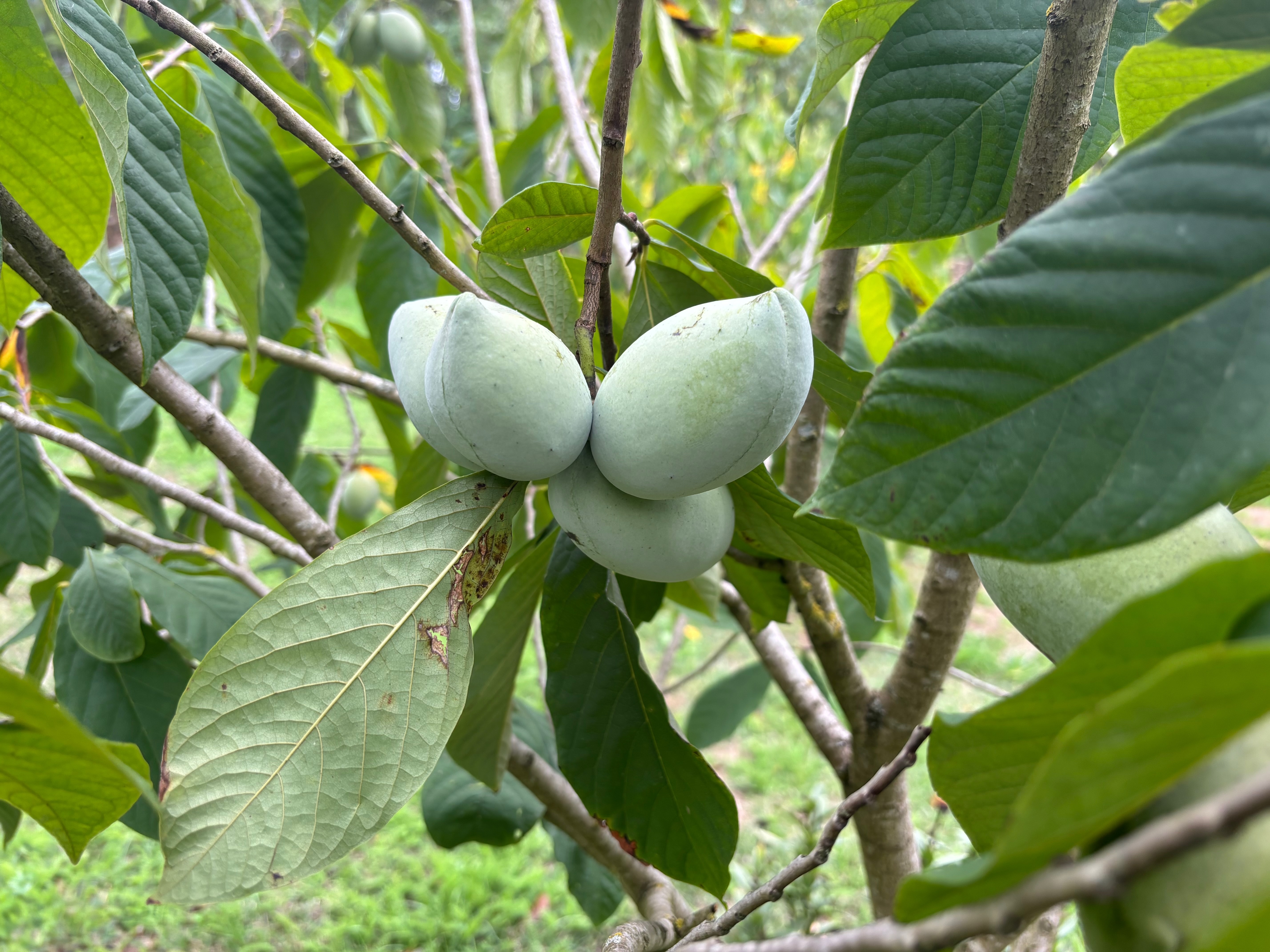 Visite libre : petite fête des plantes de fruitiers hors du commun et agrumes rustiques