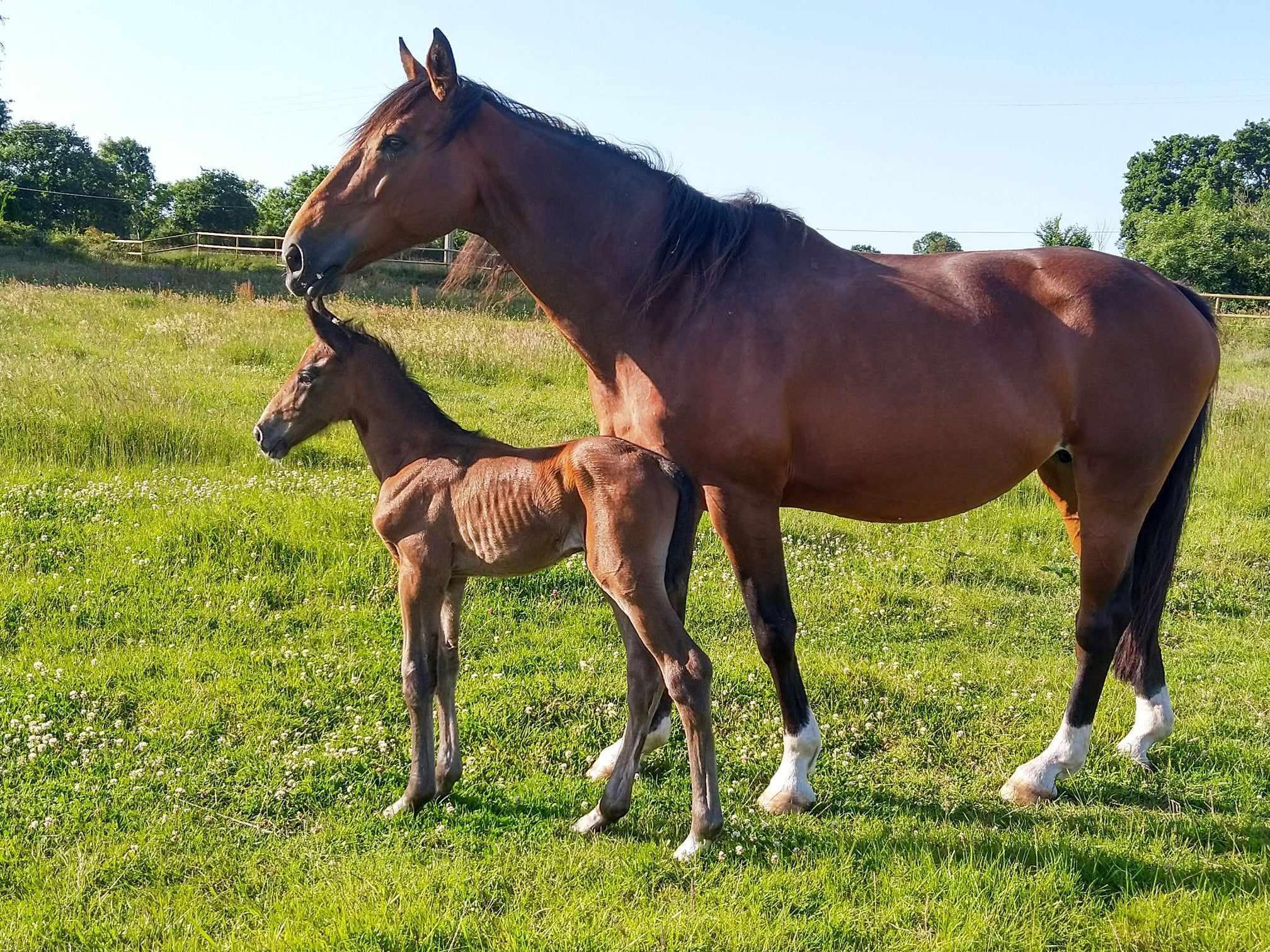Visite et inauguration de la piste de trot du Haras de Saint-Blaize