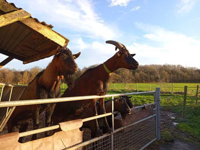 Visite de la ferme du Bois Nozay à Saint-lyphard — du 22 juillet au 26 août 2026