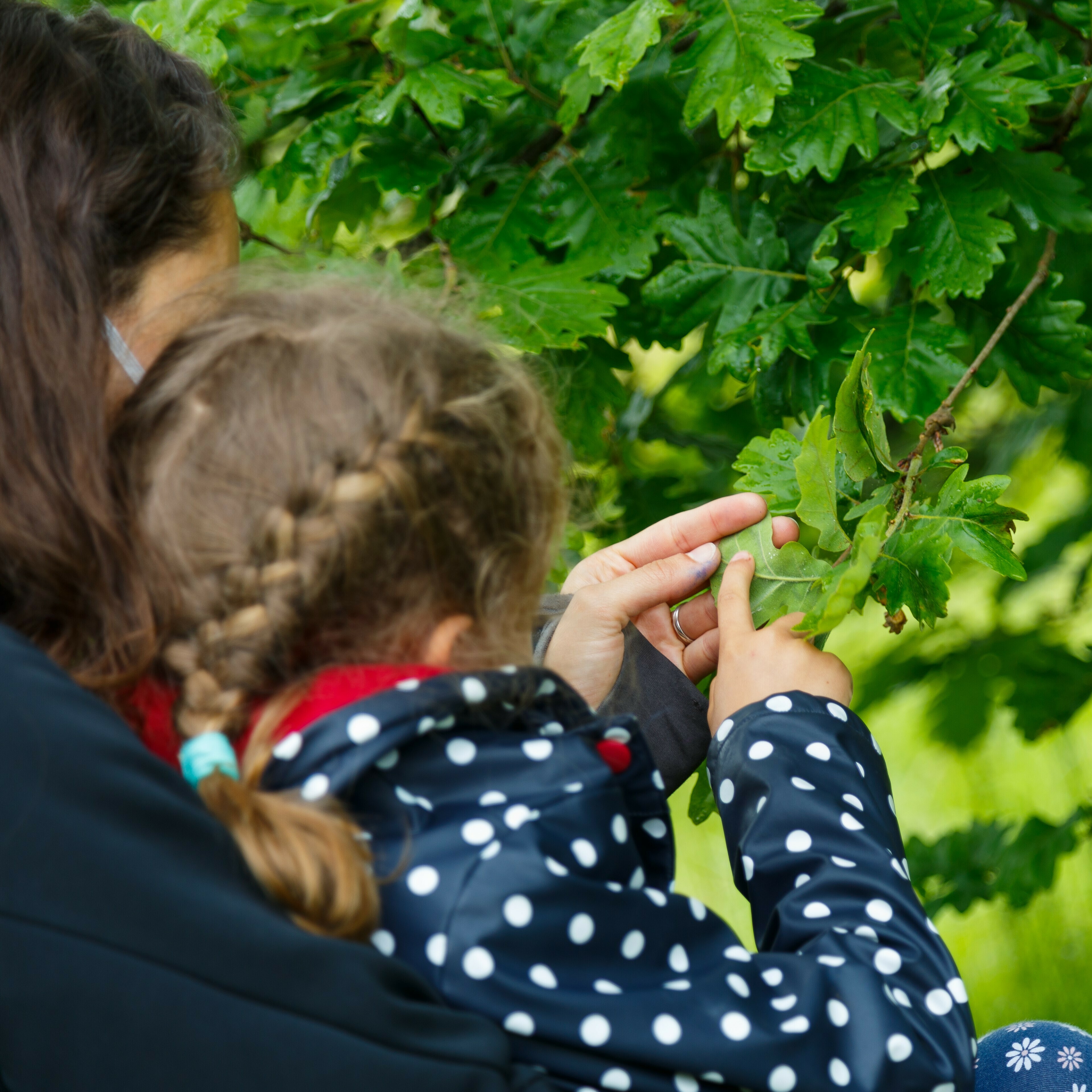 L'arbre : réservoir de biodiversité