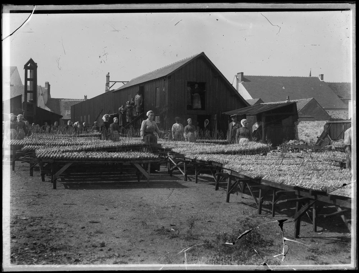 Douarnenez, 1924, la lutte des Sardinières