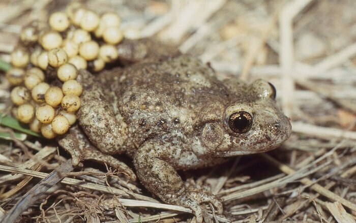 Soirée à l'écoute du crapaud