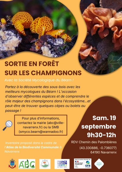 À la découverte des champignons des vielles forêts