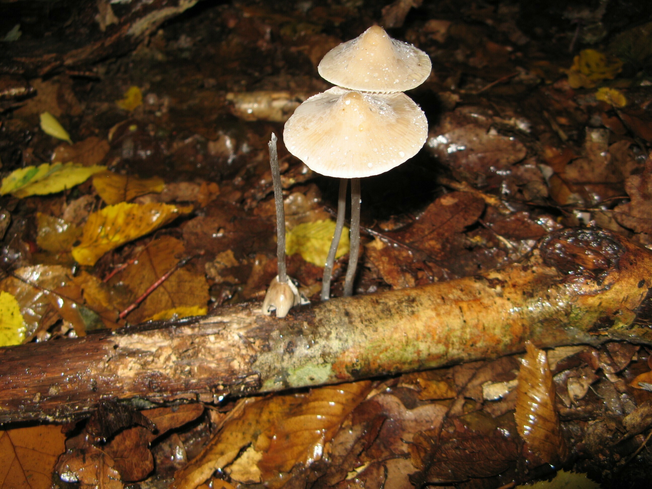 Tout savoir sur les champignons !