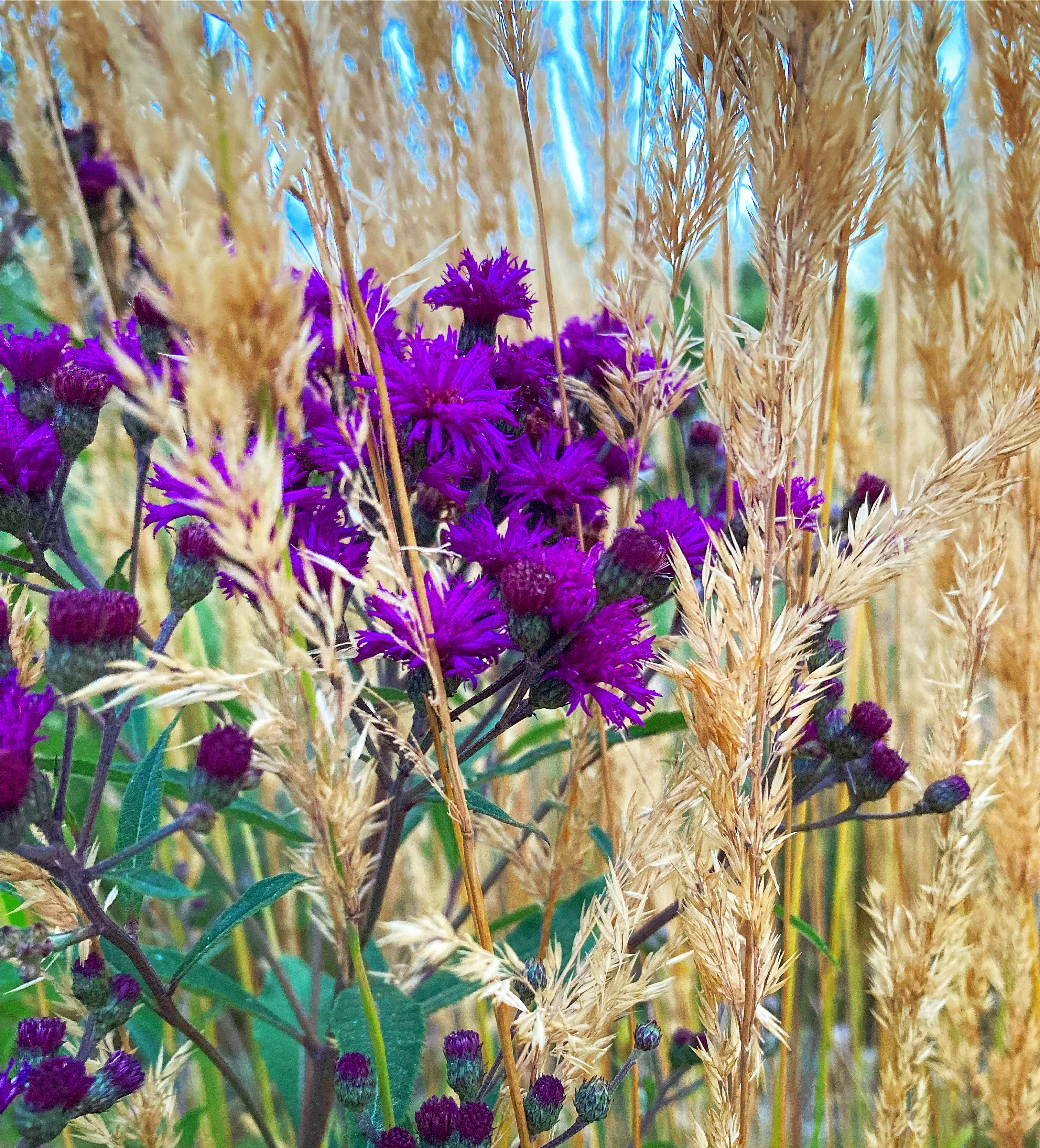 Visite libre des jardins