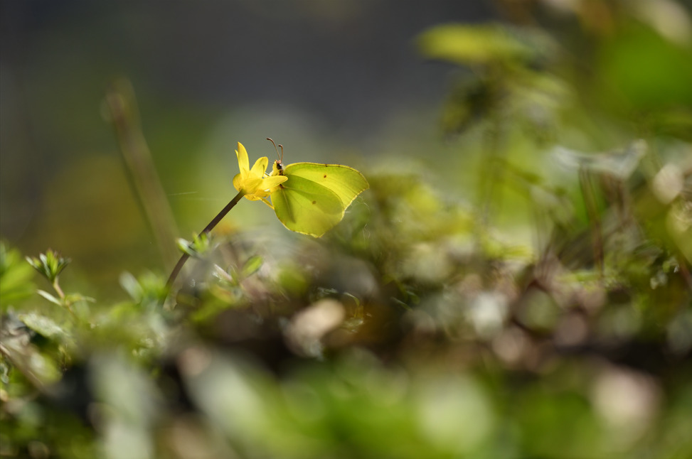 Balade naturaliste : papillons de lumière
