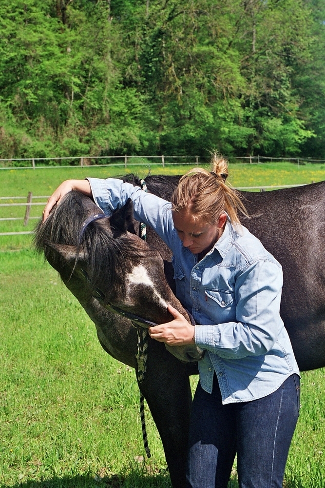 Portes ouvertes de l’école européenne d’ostéopathie animale