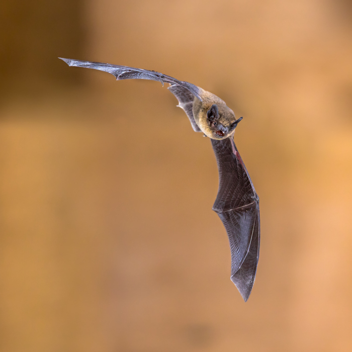 Les RDV au refuge LPO : Nuit de la Chauve-souris