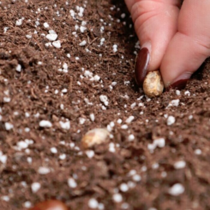 Semis, repiquage et plantation