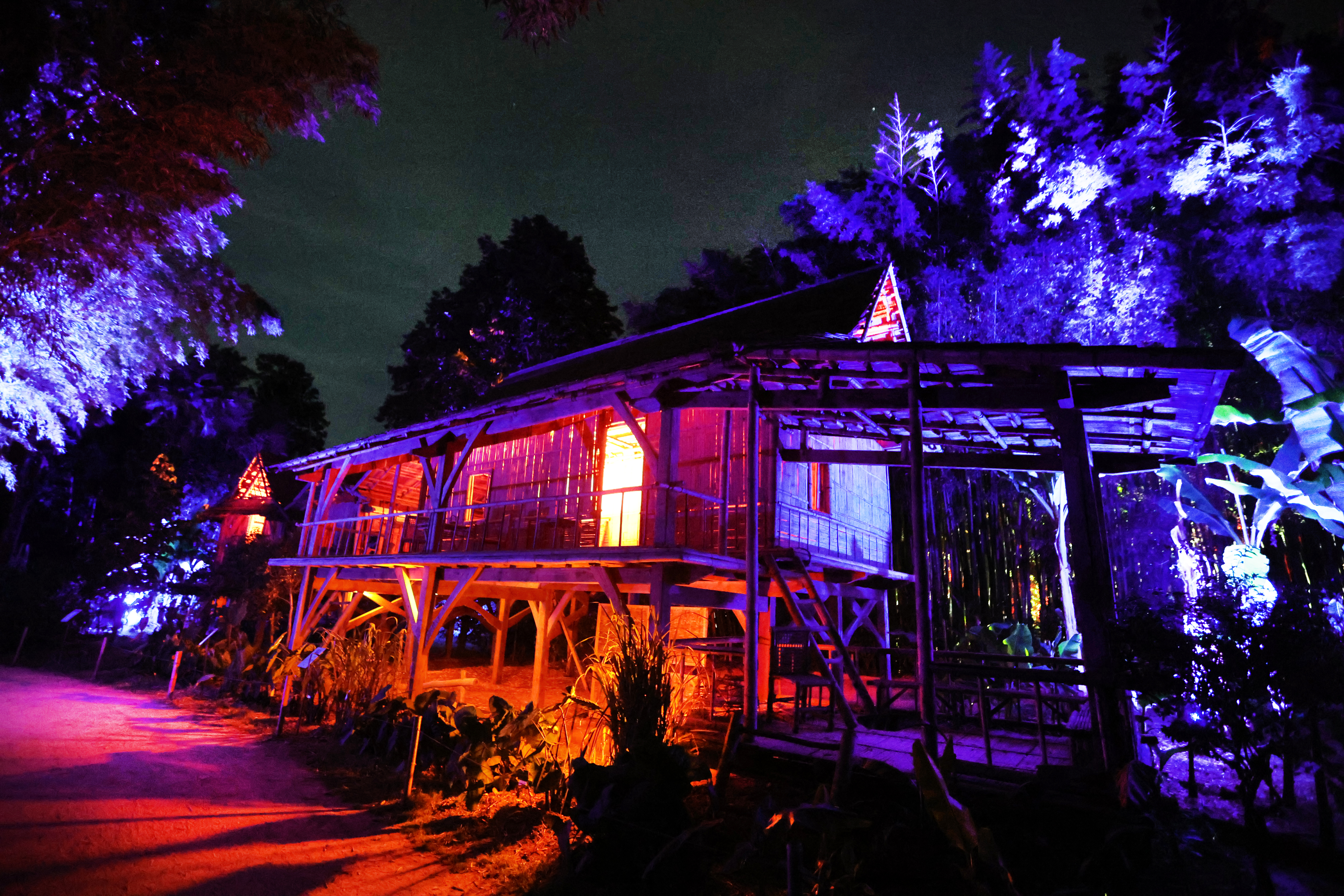 Arborescences : spectacle son et lumière