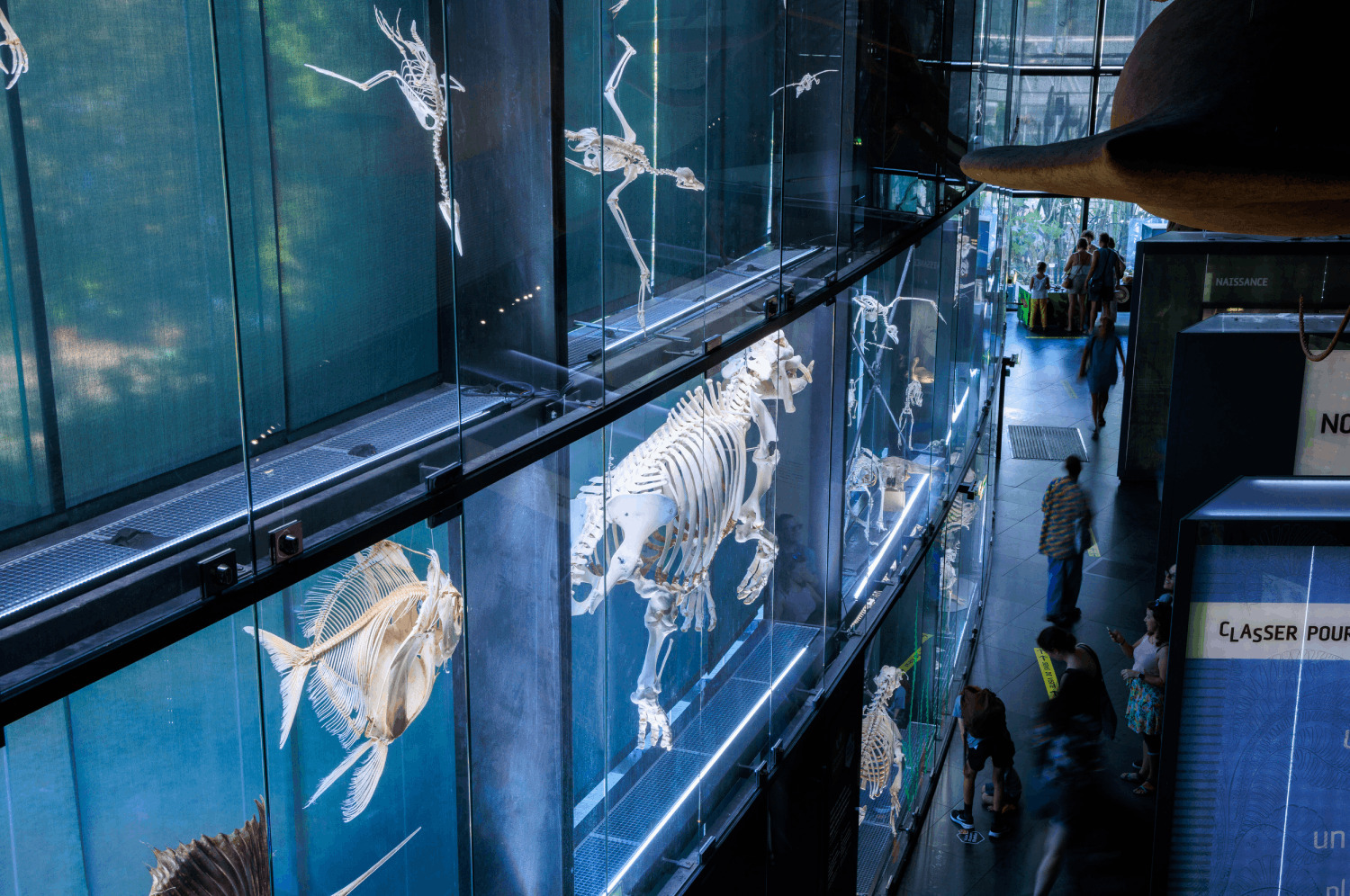 Visite de l'exposition permanente du Muséum