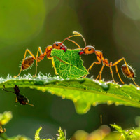 Atelier - Chasse aux insectes