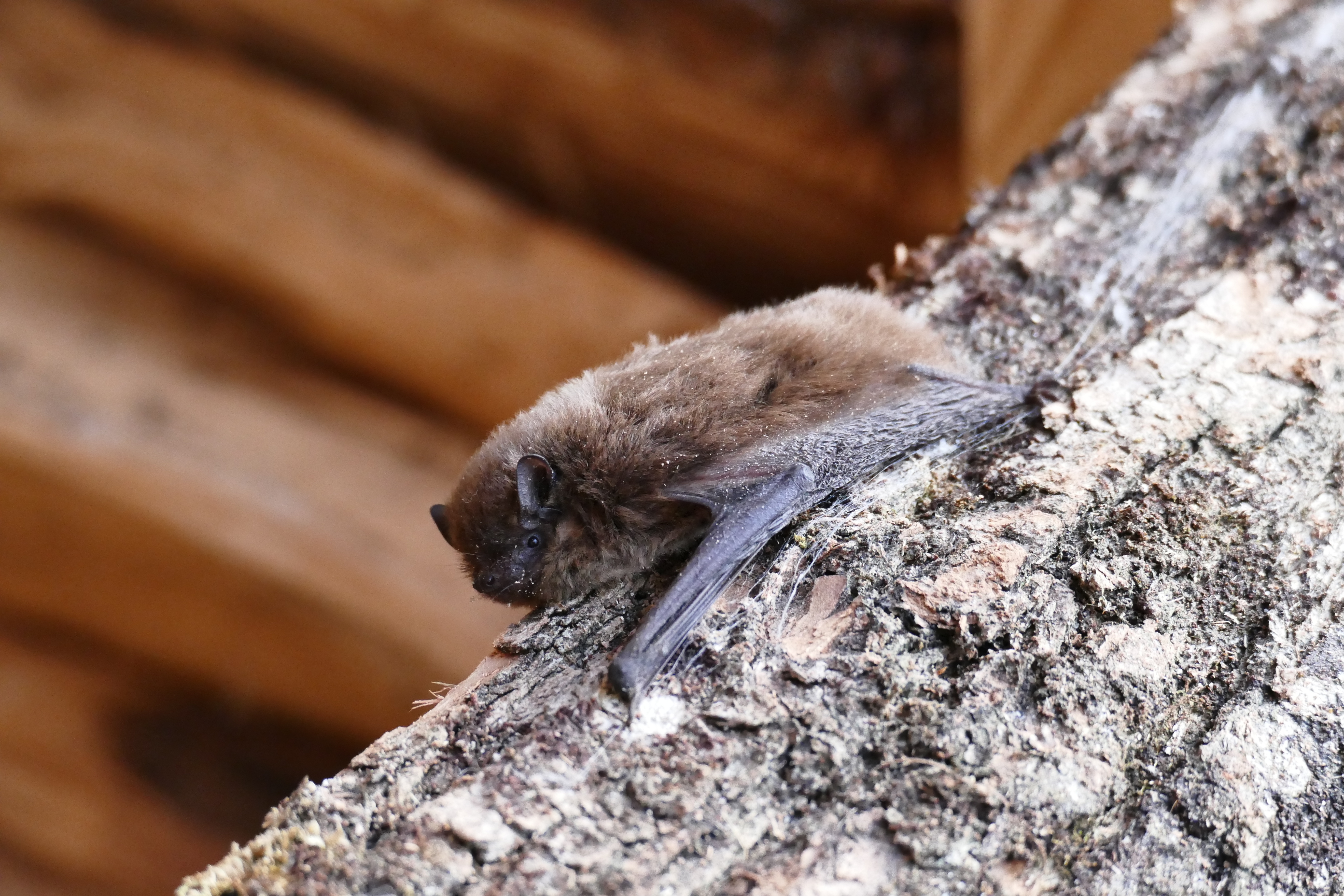 Fascinantes chauves-souris